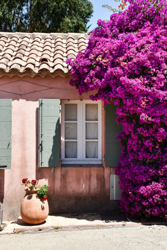 Cozy French cottage facade with blooming bougainvillea in Provence.