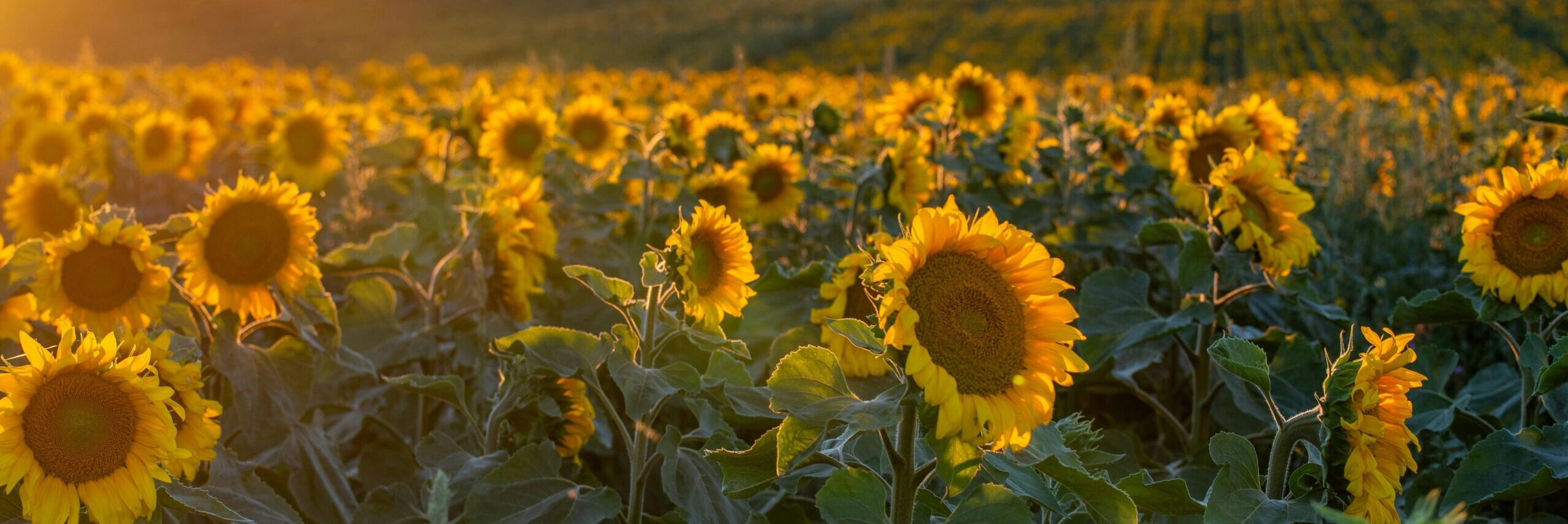 HOME pexels photo 34523297 34523297