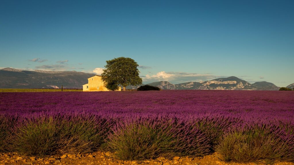 A Year in Provence: Expectations vs. Reality provence, france, lavender, europe, summer, purple, nature, alpes-de-haute-provence, landscape, provencal, house, valensole, rustic, provence, provence, provence, provence, provence, lavender, valensole