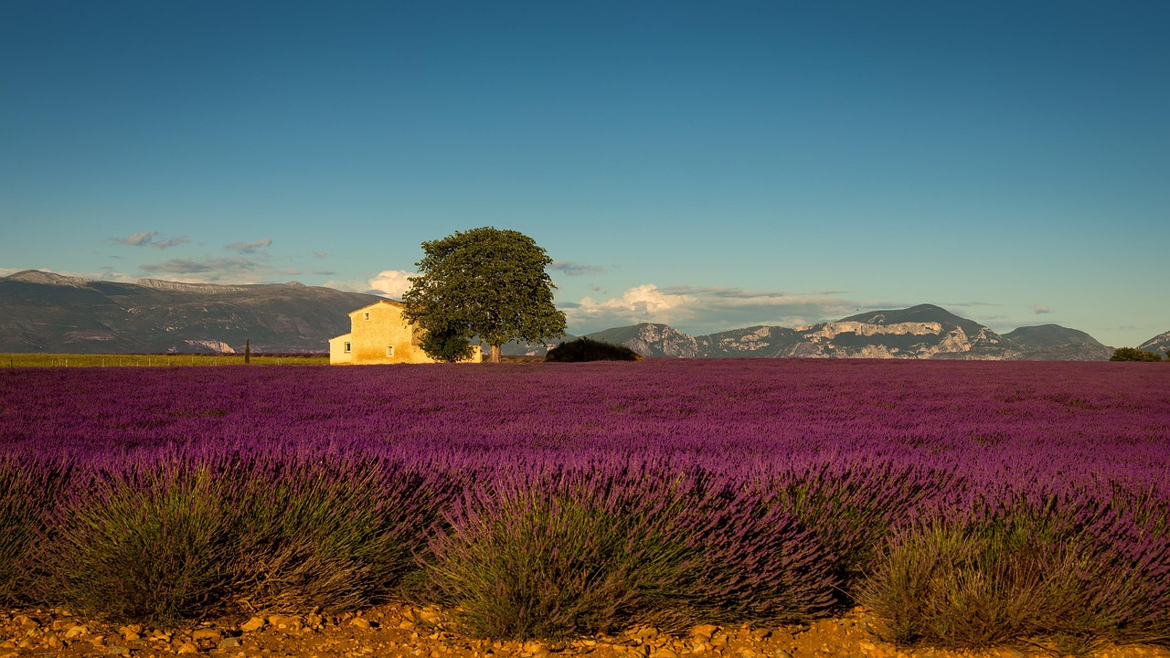 provence, france, lavender, europe, summer, purple, nature, alpes-de-haute-provence, landscape, provencal, house, valensole, rustic, provence, provence, provence, provence, provence, lavender, valensole