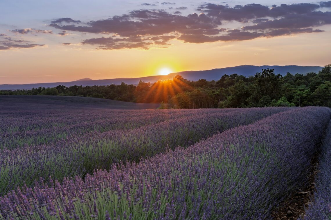 Stunning sunset over lavender fields in Valensole, capturing serene natural beauty.