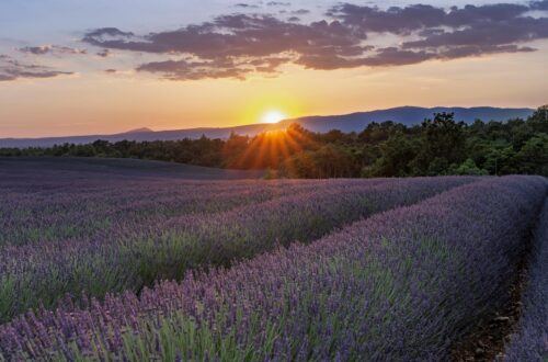 Stunning sunset over lavender fields in Valensole, capturing serene natural beauty.