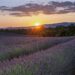 Stunning sunset over lavender fields in Valensole, capturing serene natural beauty.